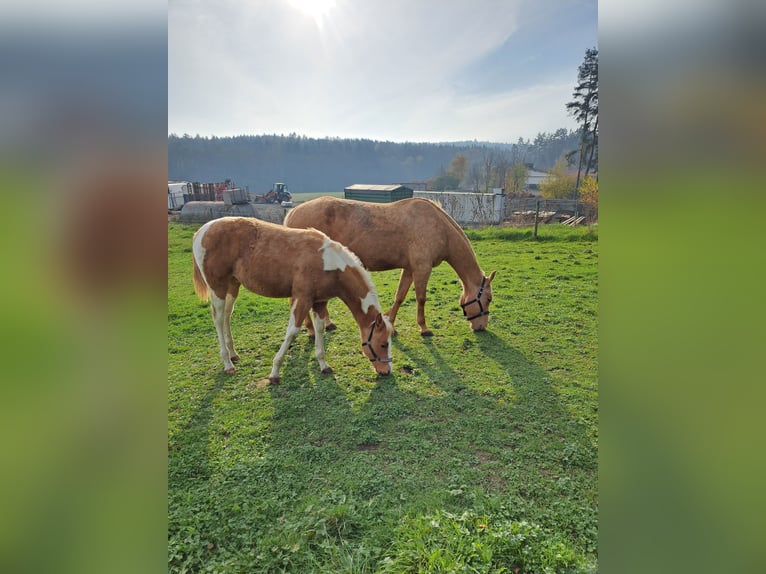 Paint Horse Hengst 1 Jaar 150 cm Palomino in Bindlach