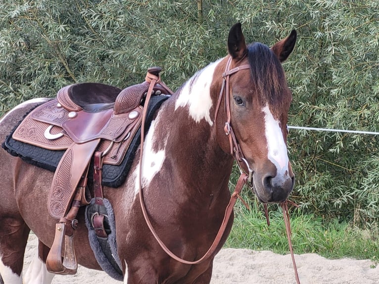 Paint Horse Hengst 1 Jaar 150 cm Palomino in Bindlach