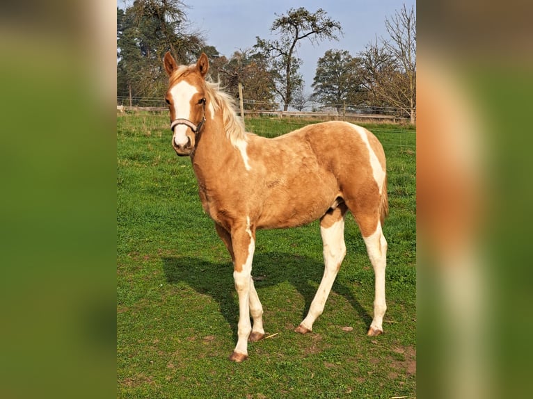 Paint Horse Hengst 1 Jaar 150 cm Palomino in Bindlach