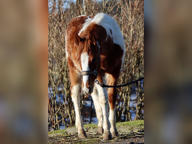 Paint Horse Hengst 1 Jaar 150 cm Tobiano-alle-kleuren in Hellenthal