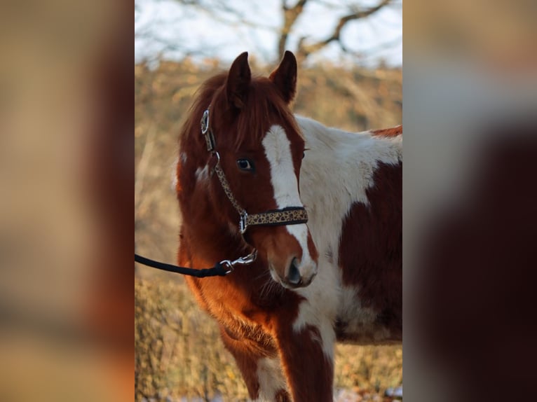 Paint Horse Hengst 1 Jaar 150 cm Tobiano-alle-kleuren in Hellenthal