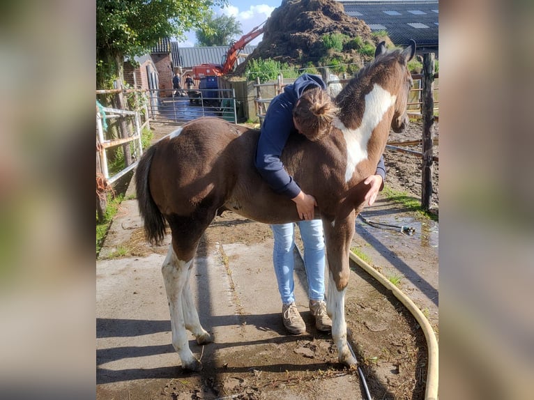 Paint Horse Hengst 1 Jaar 150 cm Tobiano-alle-kleuren in Alphen aan den Rijn