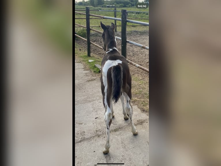 Paint Horse Hengst 1 Jaar 150 cm Tobiano-alle-kleuren in Alphen aan den Rijn