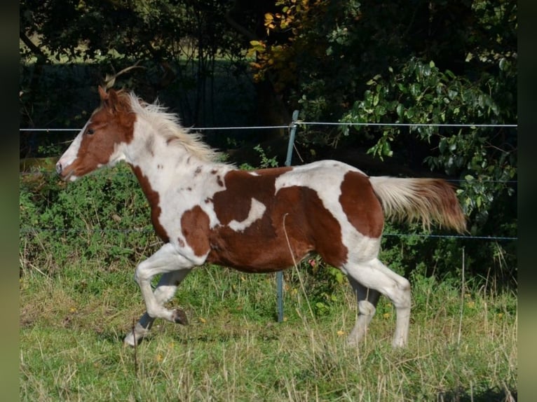 Paint Horse Hengst 1 Jaar 150 cm Tobiano-alle-kleuren in Uelsen