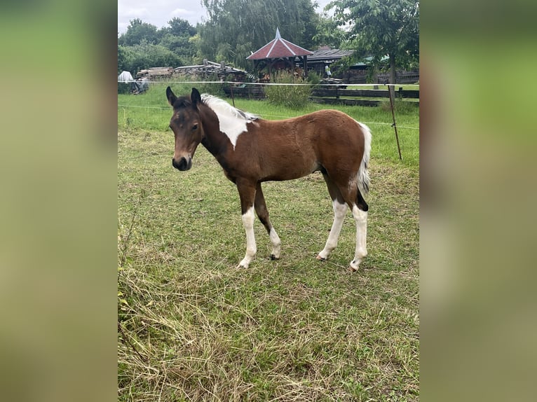 Paint Horse Hengst 1 Jaar 150 cm Tobiano-alle-kleuren in Mellingen