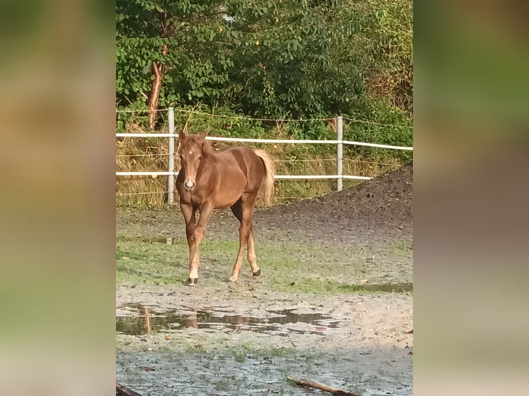 Paint Horse Mix Hengst 1 Jaar 150 cm Vos in Aurich