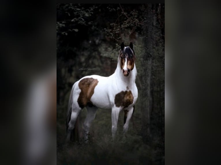 Paint Horse Hengst 1 Jaar 150 cm in Au in der Hallertau