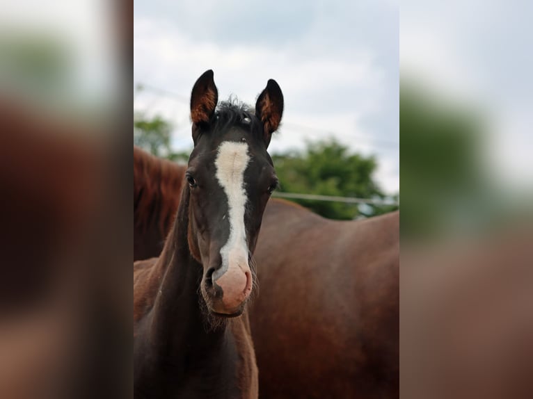 Paint Horse Hengst 1 Jaar 150 cm Zwart in Hellenthal