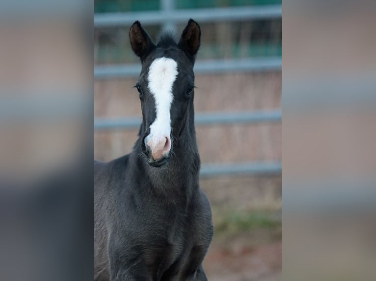 Paint Horse Hengst 1 Jaar 150 cm Zwart in Hellenthal