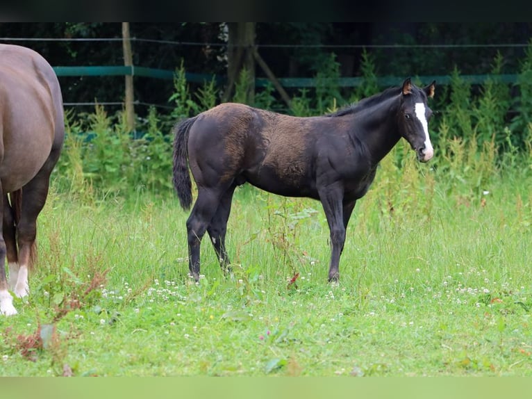 Paint Horse Hengst 1 Jaar 150 cm Zwart in Hellenthal