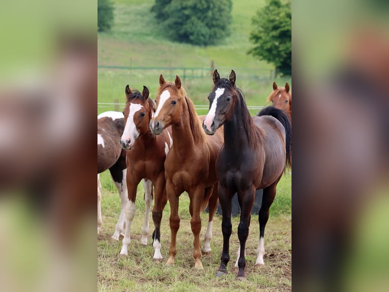 Paint Horse Hengst 1 Jaar 150 cm Zwart in Hellenthal