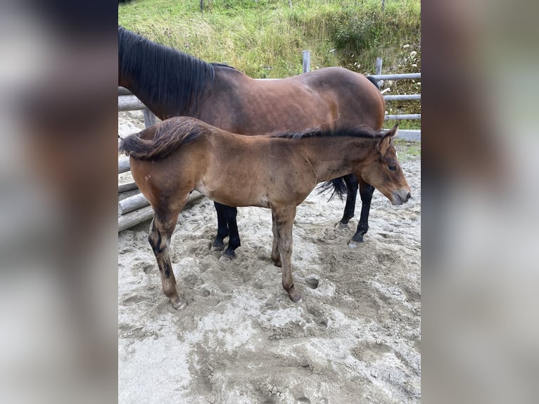 Paint Horse Hengst 1 Jaar 152 cm Bruin in Fügenberg