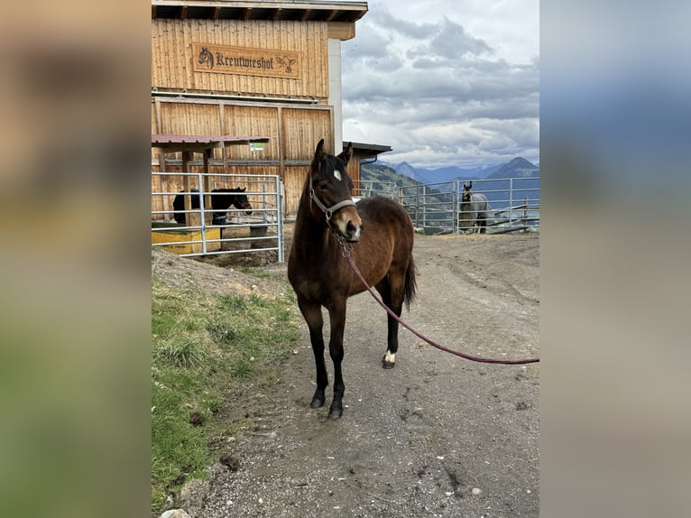 Paint Horse Hengst 1 Jaar 152 cm Bruin in Fügenberg