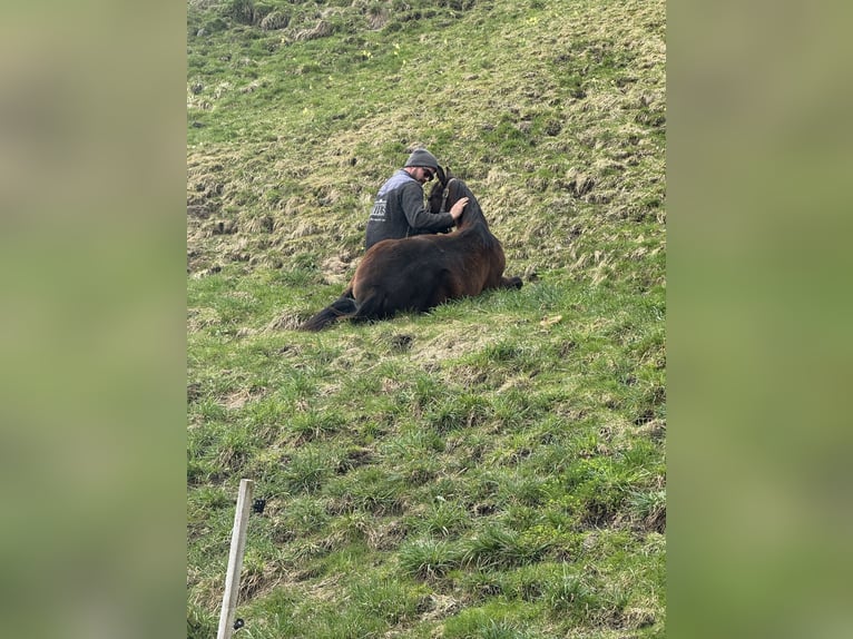 Paint Horse Hengst 1 Jaar 152 cm Bruin in Fügenberg