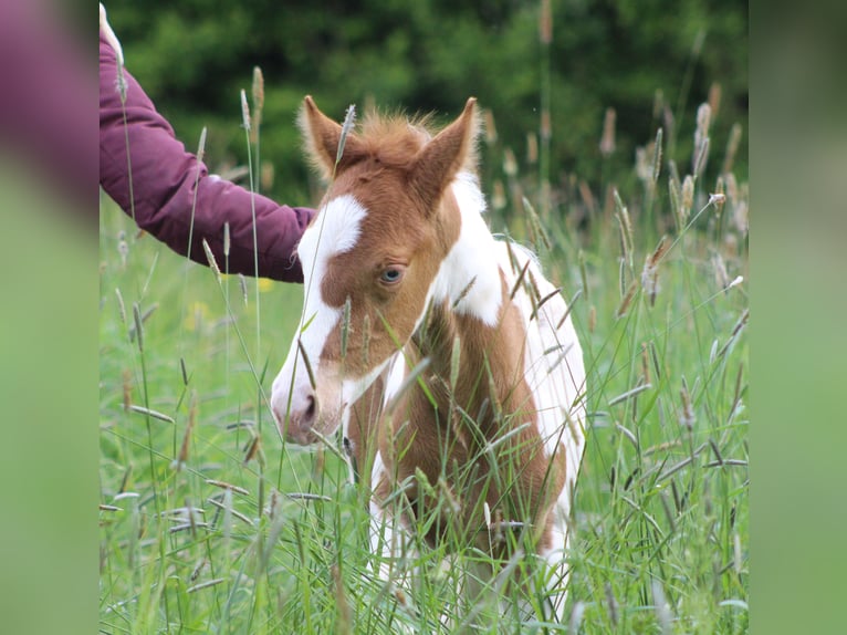 Paint Horse Mix Hengst 1 Jaar 152 cm Champagne in saint jean sur erve