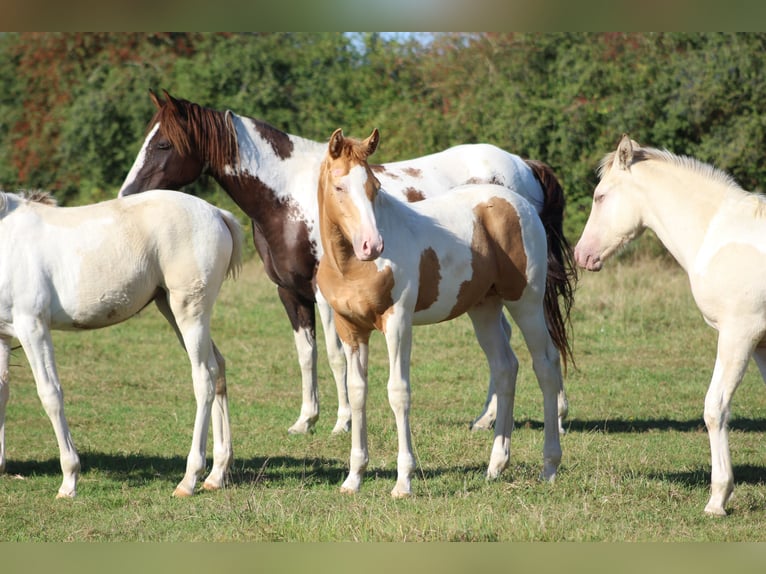 Paint Horse Mix Hengst 1 Jaar 152 cm Champagne in saint jean sur erve