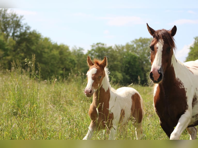 Paint Horse Mix Hengst 1 Jaar 152 cm Champagne in saint jean sur erve