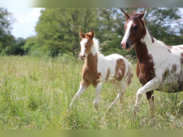 Paint Horse Mix Hengst 1 Jaar 152 cm Champagne in saint jean sur erve