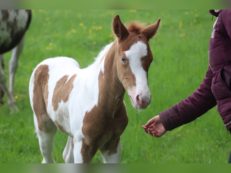 Paint Horse Mix Hengst 1 Jaar 152 cm Champagne in saint jean sur erve