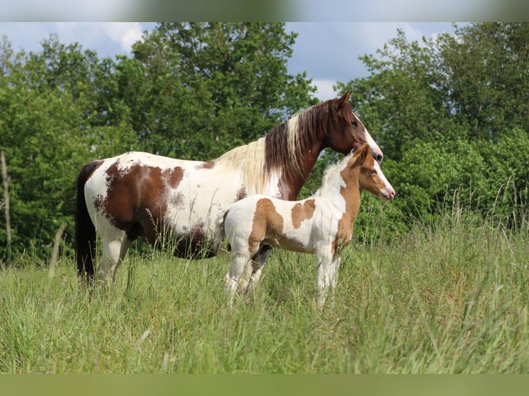 Paint Horse Mix Hengst 1 Jaar 152 cm Champagne in saint jean sur erve