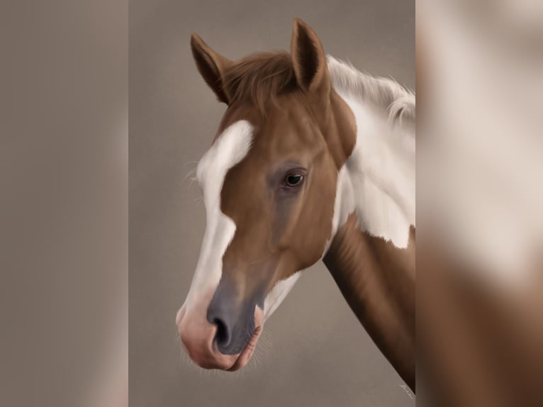 Paint Horse Mix Hengst 1 Jaar 152 cm Champagne in saint jean sur erve