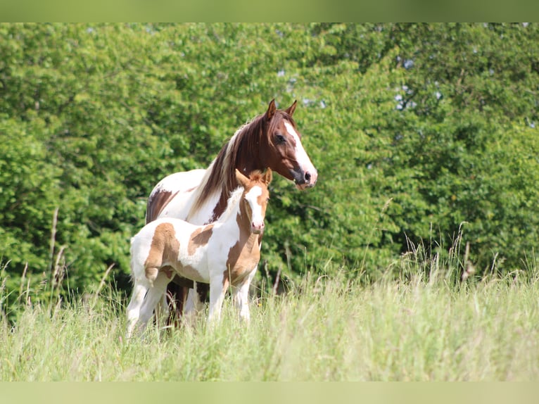 Paint Horse Mix Hengst 1 Jaar 152 cm Champagne in saint jean sur erve