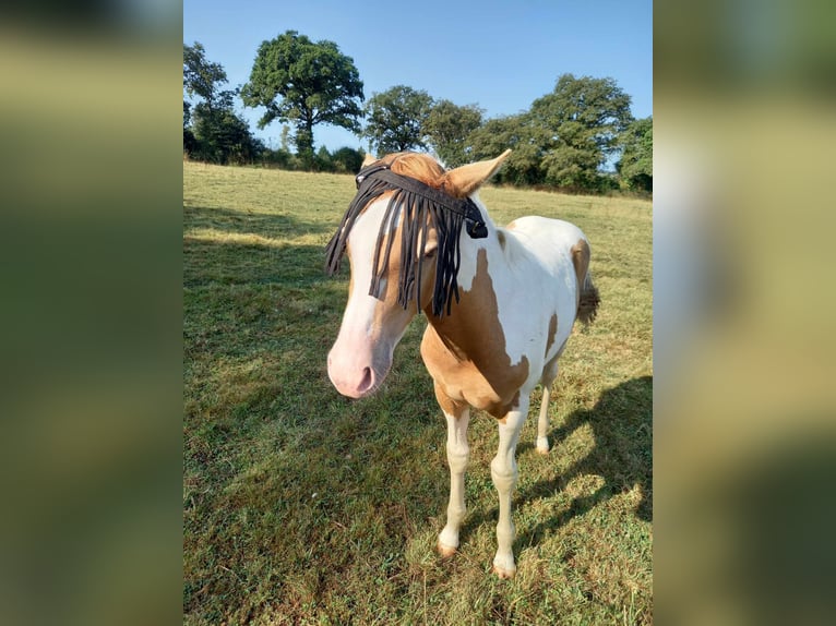 Paint Horse Mix Hengst 1 Jaar 152 cm Champagne in saint jean sur erve