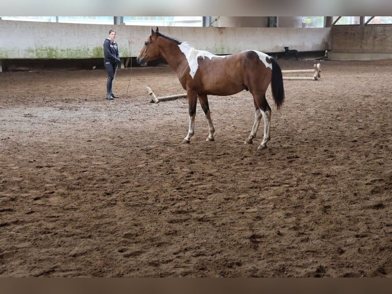 Paint Horse Mix Hengst 1 Jaar 152 cm Gevlekt-paard in Buchen Waldhausen