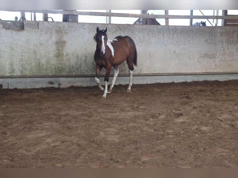 Paint Horse Mix Hengst 1 Jaar 152 cm Gevlekt-paard in Buchen Waldhausen