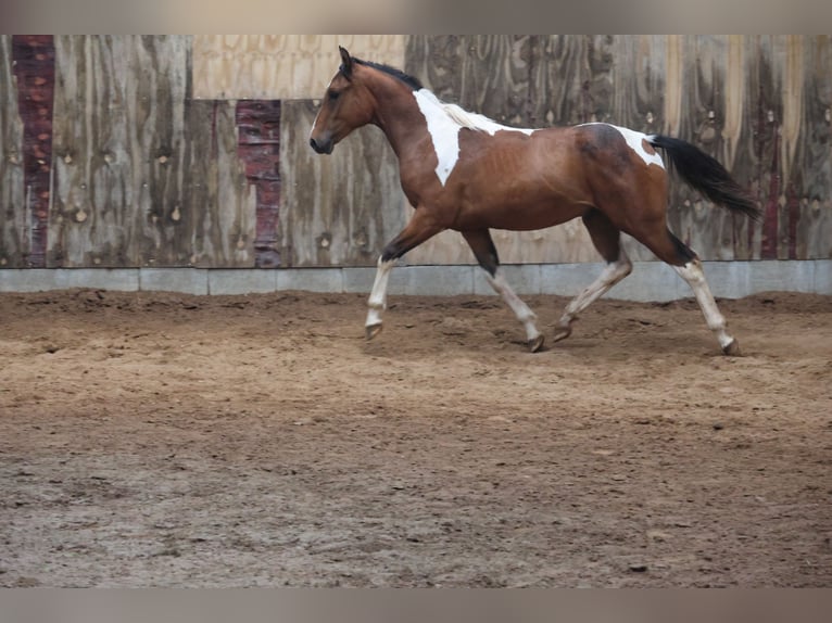 Paint Horse Mix Hengst 1 Jaar 152 cm Gevlekt-paard in Buchen Waldhausen