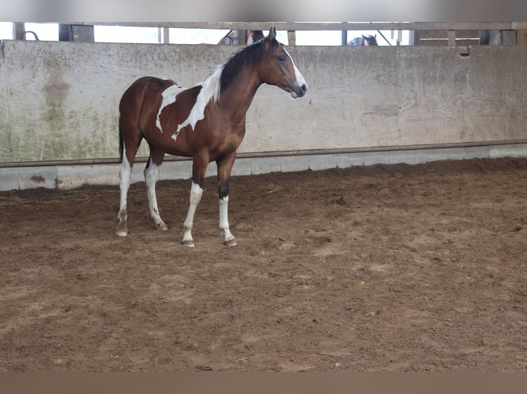 Paint Horse Mix Hengst 1 Jaar 152 cm Gevlekt-paard in Buchen Waldhausen