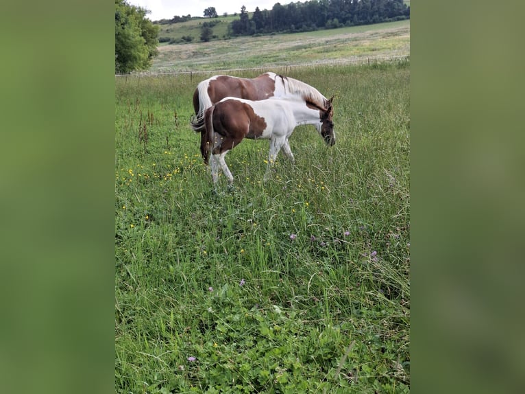 Paint Horse Hengst 1 Jaar 152 cm Gevlekt-paard in Auengrund