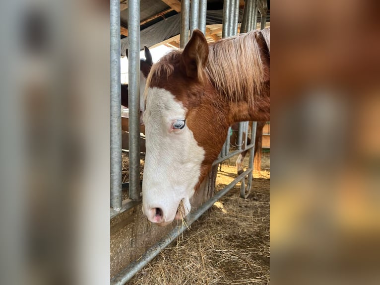 Paint Horse Hengst 1 Jaar 152 cm Gevlekt-paard in Kraichtal