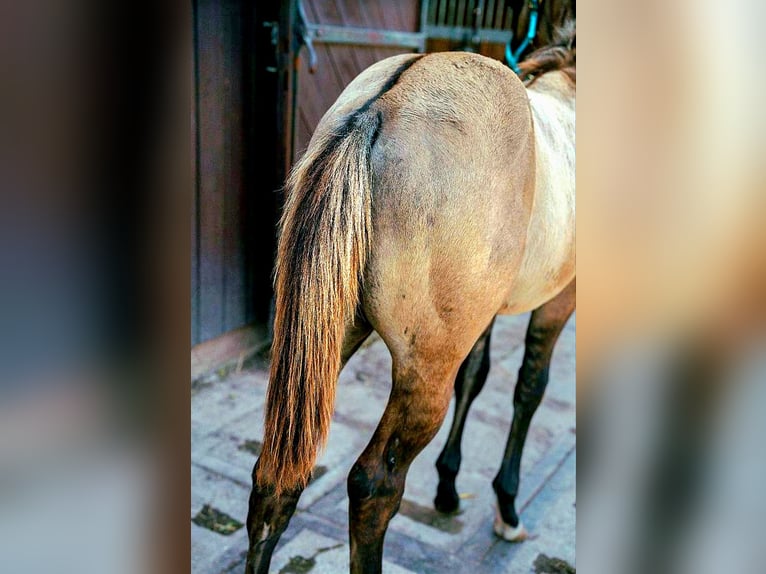 Paint Horse Hengst 1 Jaar 152 cm Grullo in Stadlern