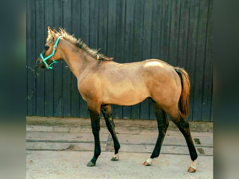Paint Horse Hengst 1 Jaar 152 cm Grullo in Stadlern