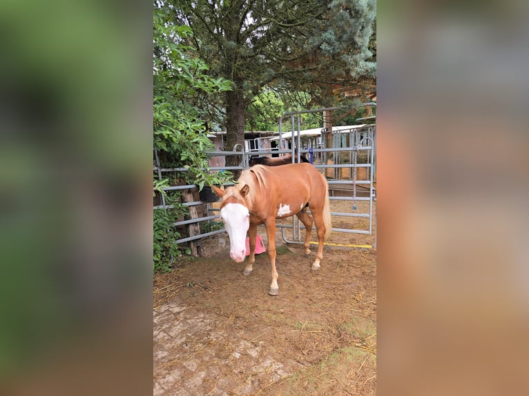 Paint Horse Hengst 1 Jaar 152 cm Overo-alle-kleuren in Kraichtal