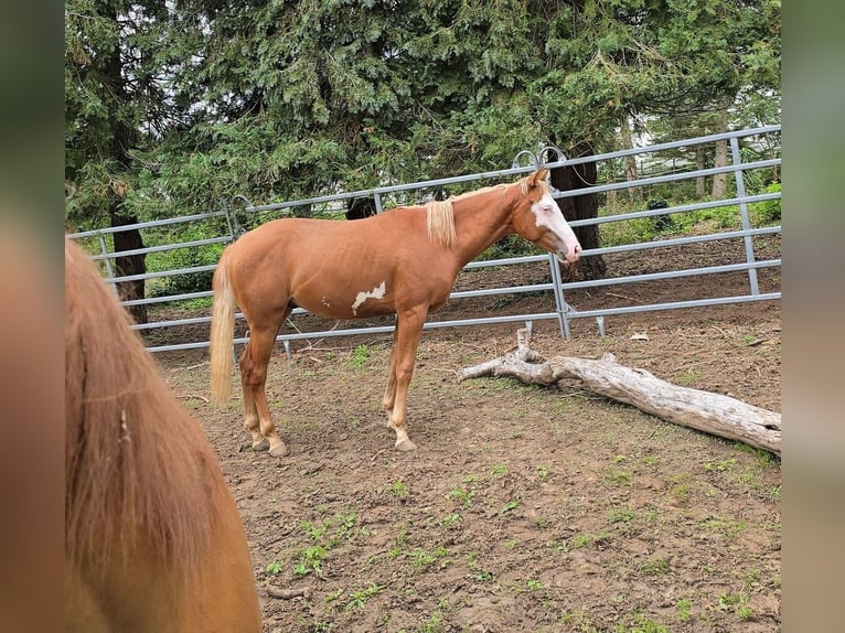 Paint Horse Hengst 1 Jaar 152 cm Overo-alle-kleuren in Kraichtal