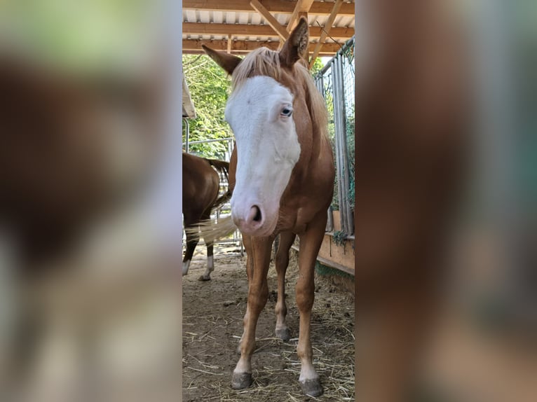 Paint Horse Hengst 1 Jaar 152 cm Overo-alle-kleuren in Kraichtal