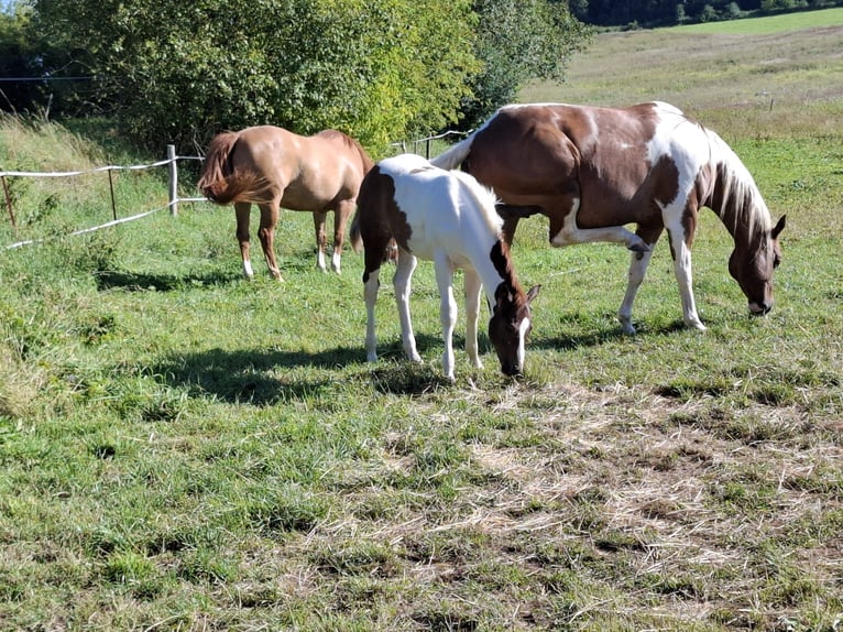 Paint Horse Hengst 1 Jaar 152 cm Tobiano-alle-kleuren in Auengrund