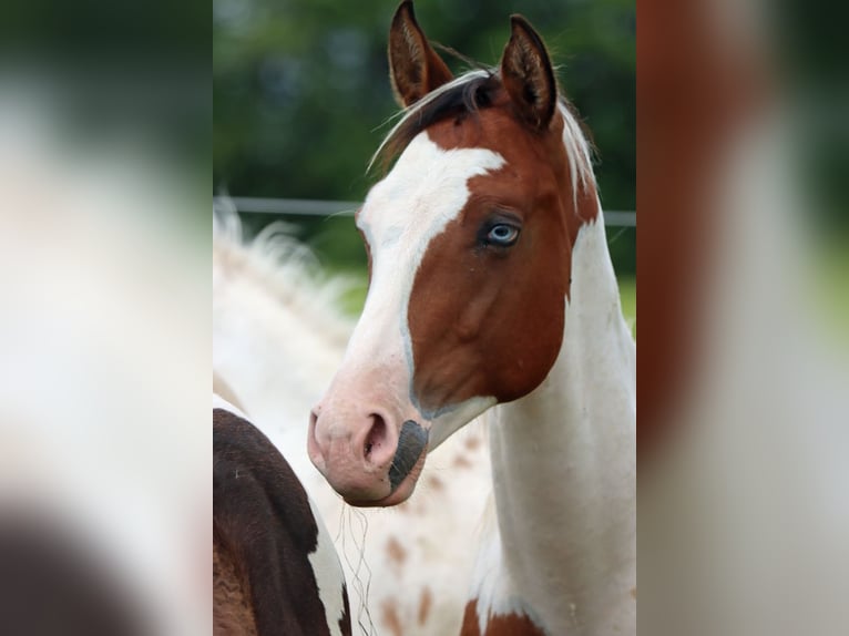 Paint Horse Hengst 1 Jaar 152 cm Tovereo-alle-kleuren in Hellenthal