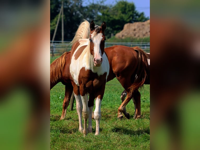 Paint Horse Hengst 1 Jaar 152 cm Tovereo-alle-kleuren in Hellenthal