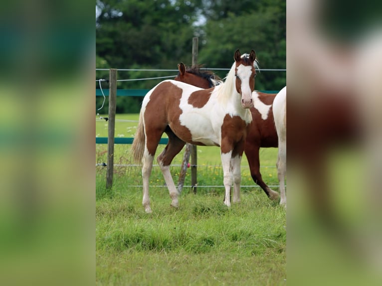 Paint Horse Hengst 1 Jaar 152 cm Tovereo-alle-kleuren in Hellenthal