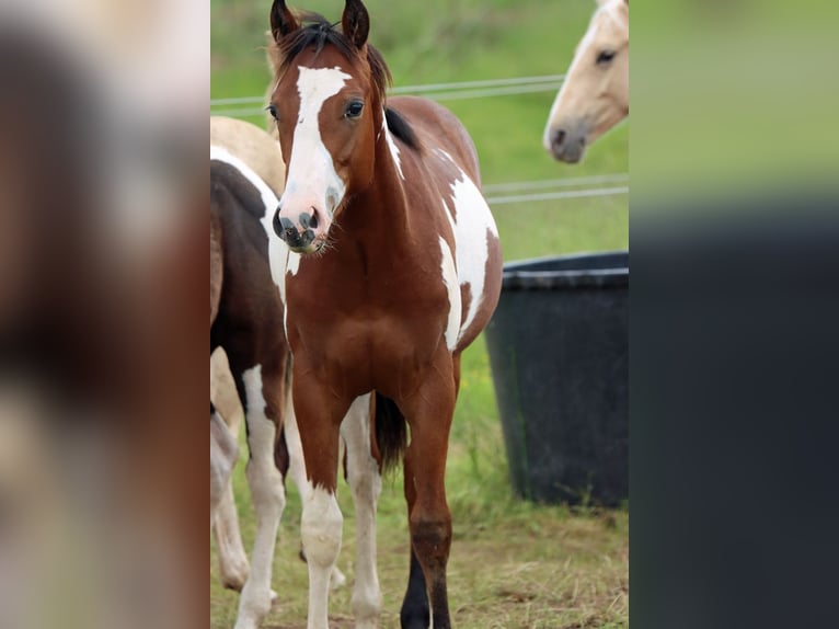 Paint Horse Hengst 1 Jaar 153 cm Overo-alle-kleuren in Hellenthal