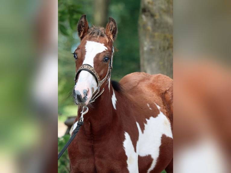 Paint Horse Hengst 1 Jaar 153 cm Overo-alle-kleuren in Hellenthal