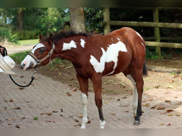 Paint Horse Hengst 1 Jaar 153 cm Overo-alle-kleuren in Hellenthal