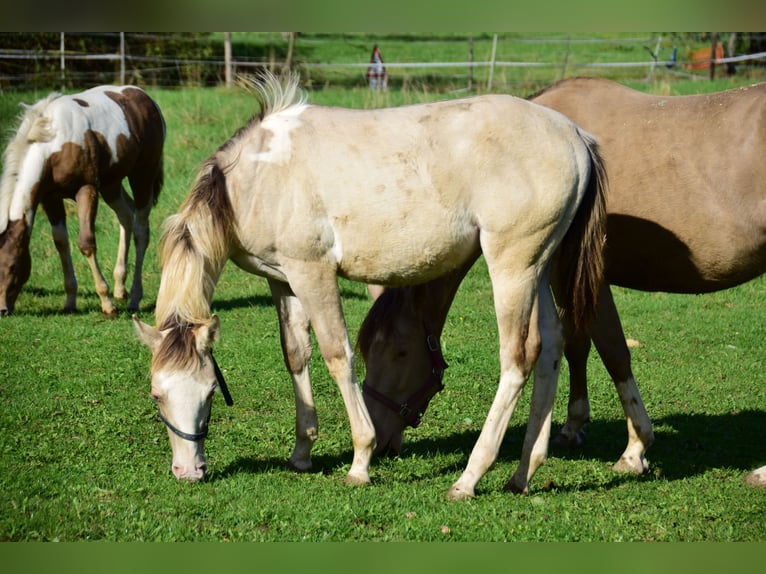 Paint Horse Hengst 1 Jaar 154 cm Champagne in Buchbach