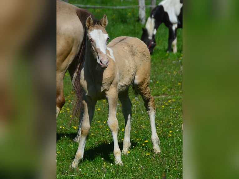 Paint Horse Hengst 1 Jaar 154 cm Champagne in Buchbach