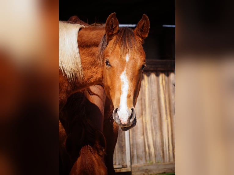 Paint Horse Hengst 1 Jaar 154 cm Gevlekt-paard in Mansfeld