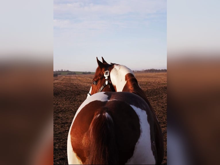 Paint Horse Hengst 1 Jaar 154 cm Gevlekt-paard in Mansfeld