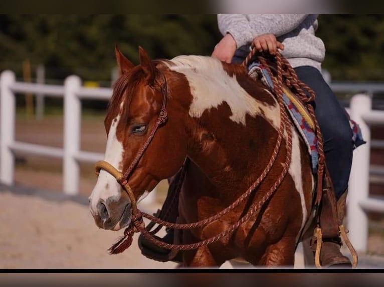 Paint Horse Hengst 1 Jaar 154 cm Gevlekt-paard in Mansfeld